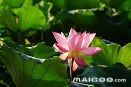 【上海周边旅游】上海周边旅游景点推荐 上海周边旅游攻略