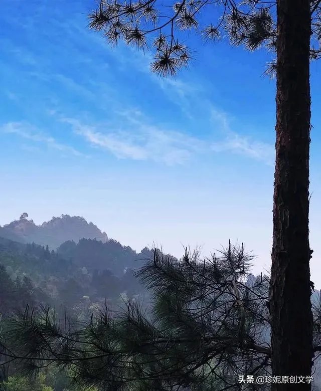 现在种植什么药材能够赚钱？