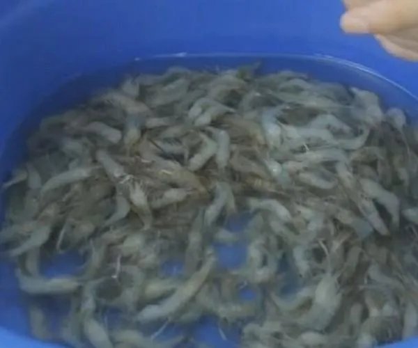 河虾怎么清洗才干净 河虾的清洗和处理方法