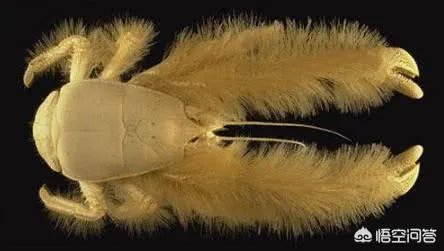 海怪和水怪，有什么区别？