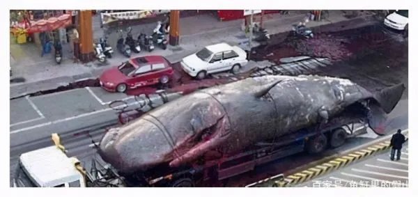 鲸爆的威力到底有多大，为何被称为生化武器？