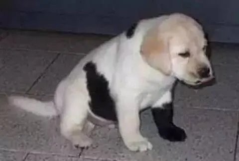 冠毛犬和泰迪的后代是什么犬