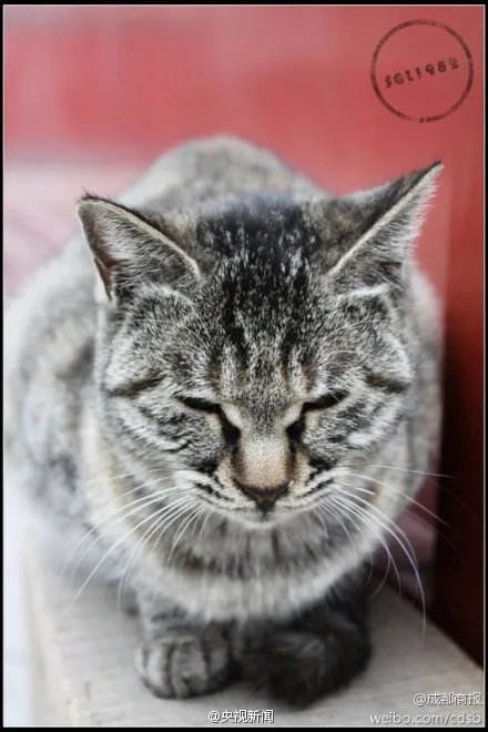 真是萌的受不了 故宫最萌“猫保安”走红网络