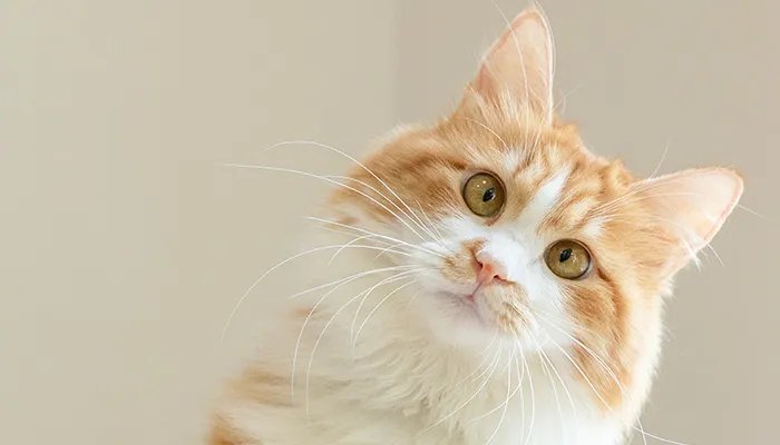 猫闻到臭脚后为什么会张开嘴 猫闻到臭脚后会张开嘴是为什么