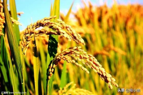 受疫情影响，已有国家禁止出口粮食，你怎么看？