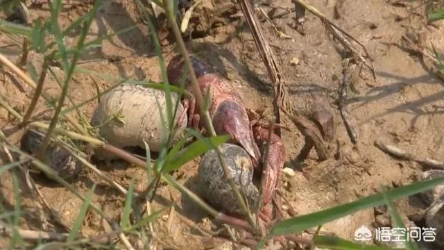 吉安：熊孩子买农药毒死千斤小龙虾，因放假在家太闲无事可做, 你怎么看？