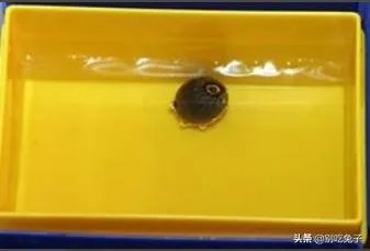 碗莲种植方法图解教程？