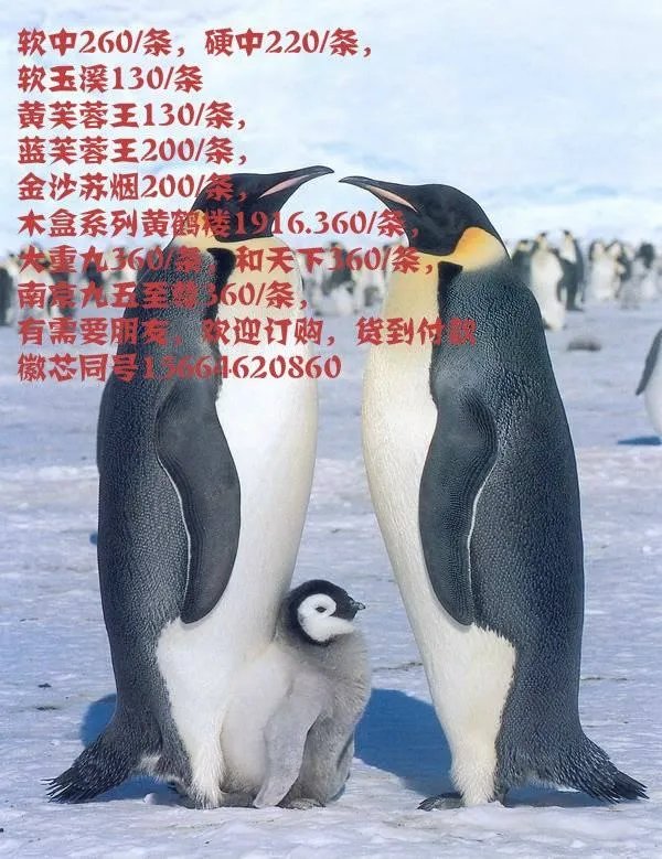 金华烟草网上订货网址