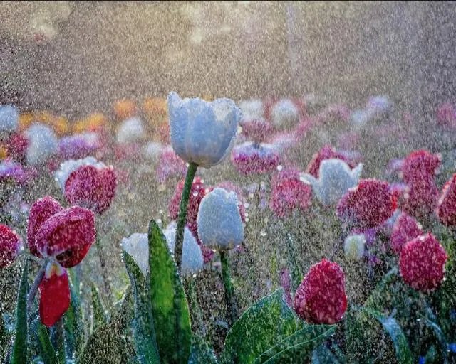 摄影是艺术吗？