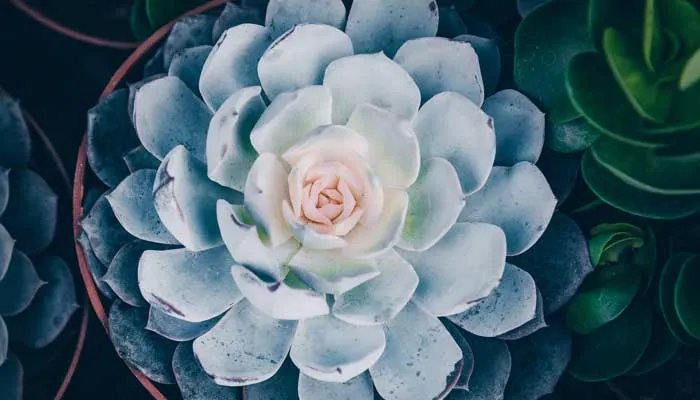 观音莲有毒吗 观音莲有毒吗