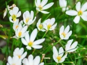 白花黄蕊是兰花什么品种？