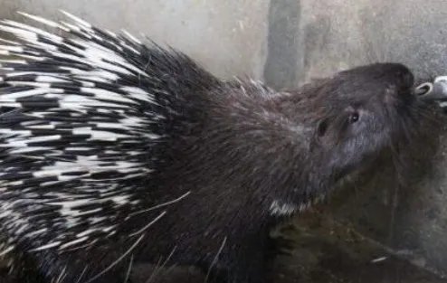 特种养殖有哪些品种