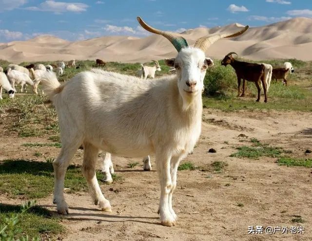 饲养关中奶山羊需要注意什么？