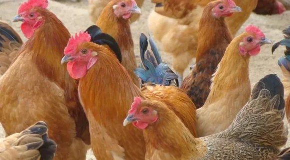 小土鸡怎么做比较好吃呢？