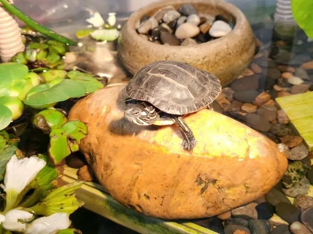 禁食猫狗是世界主流观念,文明的一种象征,我们国家可以禁食吗?