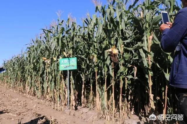 在忻州种什么品种的玉米比较好？