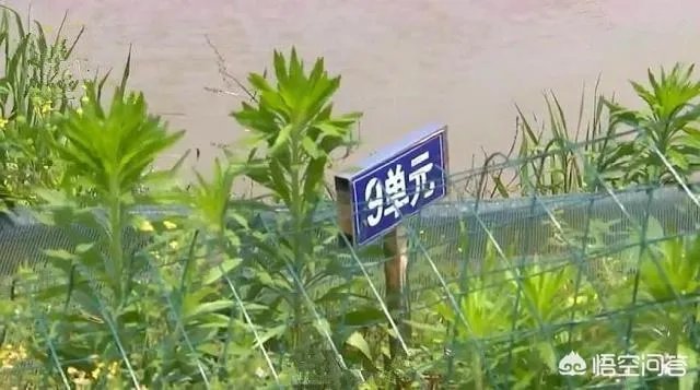 吉安：熊孩子买农药毒死千斤小龙虾，因放假在家太闲无事可做, 你怎么看？