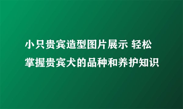 小只贵宾造型图片展示 轻松掌握贵宾犬的品种和养护知识
