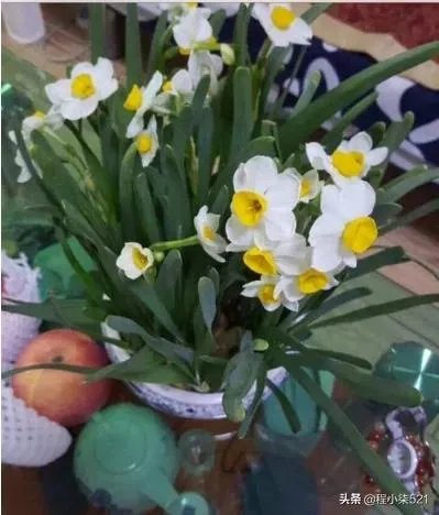 白花黄蕊是兰花什么品种？