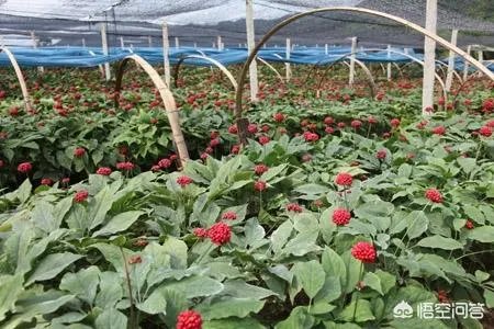 现在种植什么药材能够赚钱？