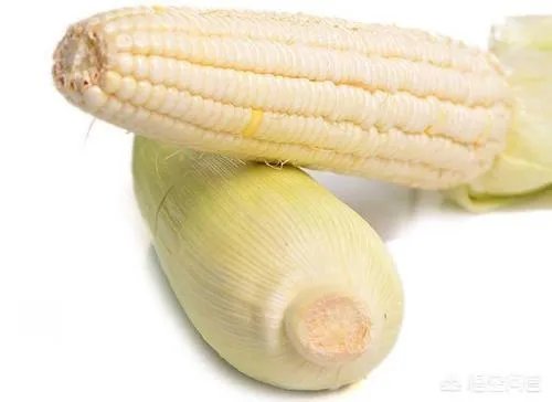 在忻州种什么品种的玉米比较好？