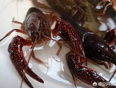 今后3年内，对于小龙虾养殖户来说，所要面对的市场风险与机遇有哪些？