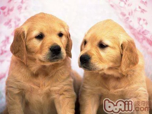 金毛犬大概多少钱一只？