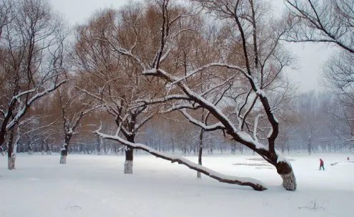 河南多地景区飘起鹅毛大雪，瑞雪代表着什么？