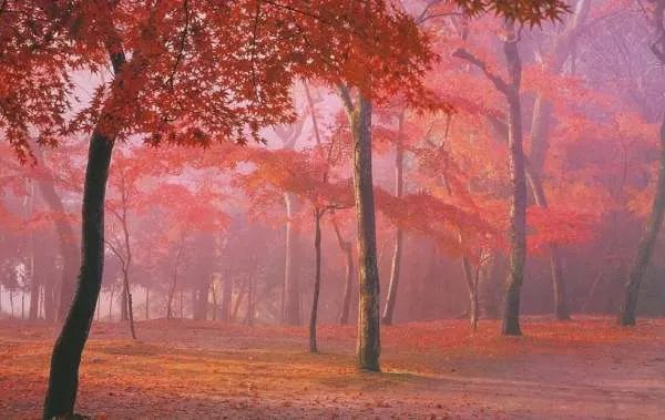 停车坐爱枫林晚，霜叶红于二月花中的于是什么意思