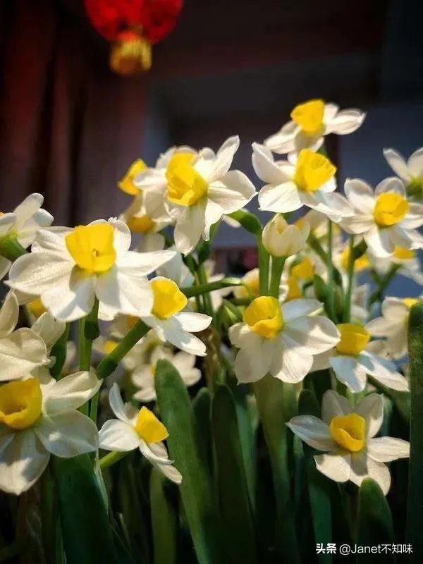 白花黄蕊是兰花什么品种？