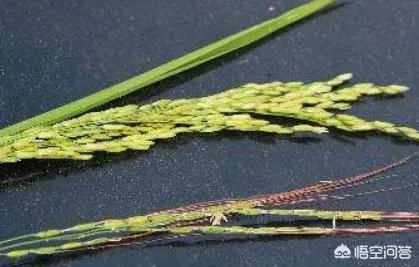 想象一下未来人类会进化成什么样子？