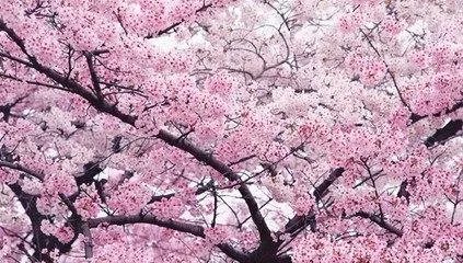 玉渊潭樱花什么时候开