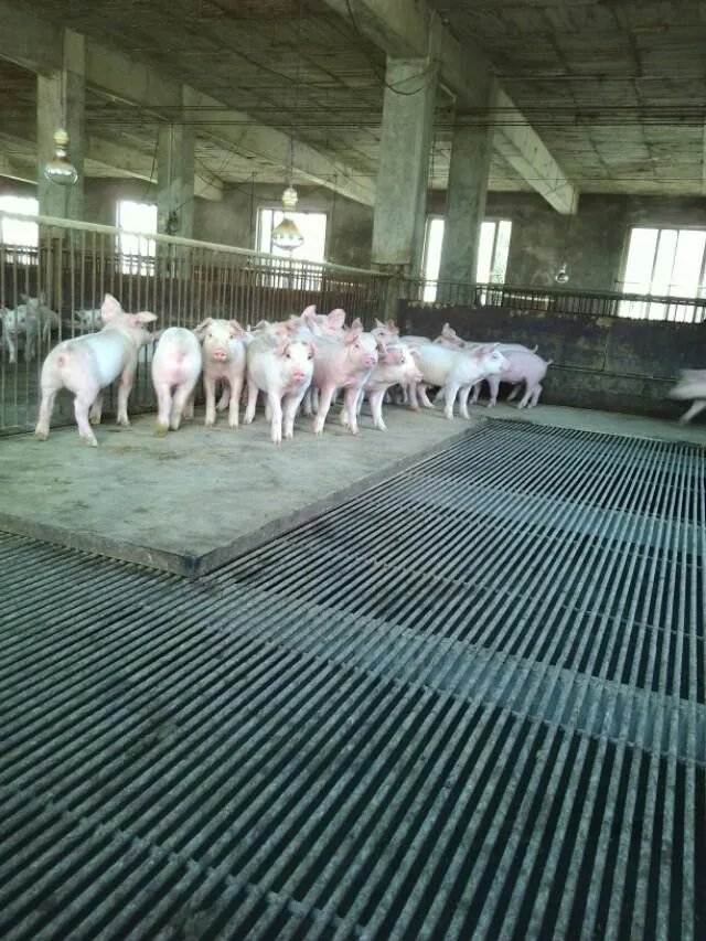 养猪场投资成本