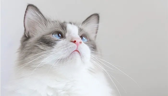 猫闻到臭脚后为什么会张开嘴 猫闻到臭脚后会张开嘴是为什么