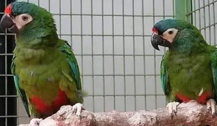 在自然界中，蓝翅金刚鹦鹉有着哪些特征与生活习性？