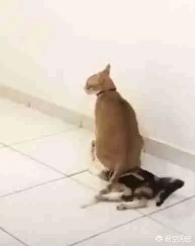 韩球迷嘲讽国足:一直被我们按着摩擦,连越南都不如!对此你怎么看?