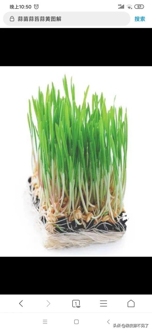 青蒜种植需要注意哪些事项？