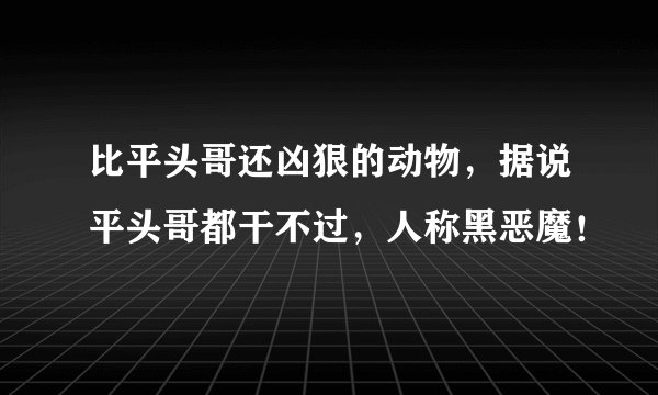 比平头哥还凶狠的动物，据说平头哥都干不过，人称黑恶魔！