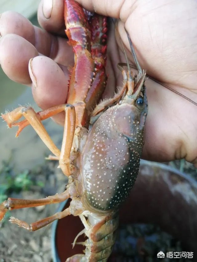 今后3年内，对于小龙虾养殖户来说，所要面对的市场风险与机遇有哪些？