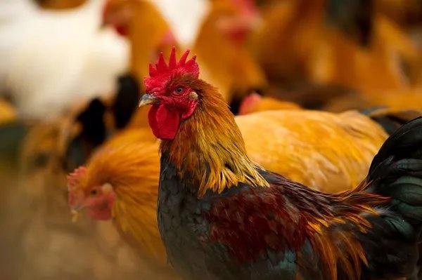 鸡拉黄白痢怎么回事