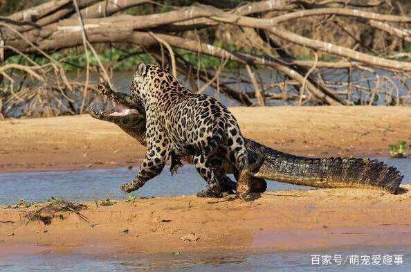 美洲豹能下水捕杀鳄鱼吗？