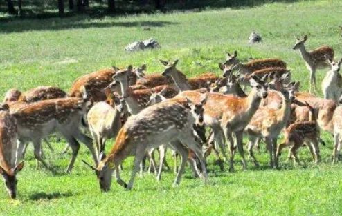 特种养殖有哪些品种