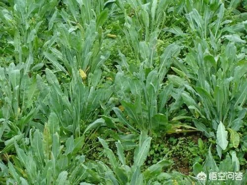 现在种植什么药材能够赚钱？