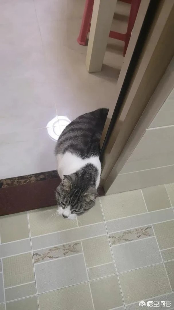 请问上海哪里有正规学习宠物美容学校,并且可以考证的?