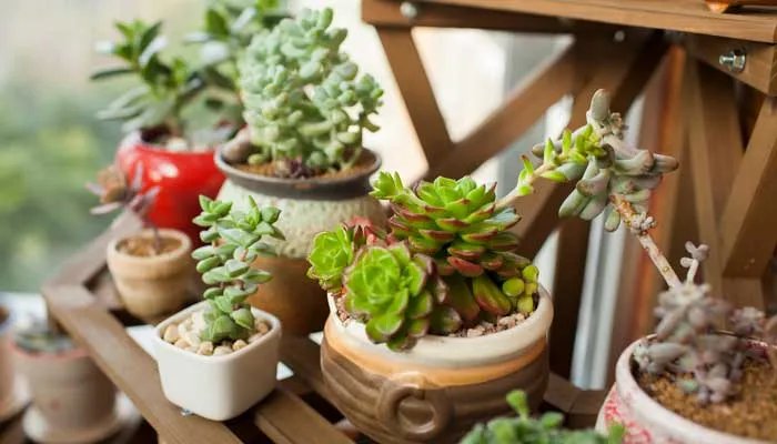 观音莲有毒吗 观音莲有毒吗