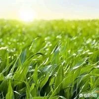 在忻州种什么品种的玉米比较好？