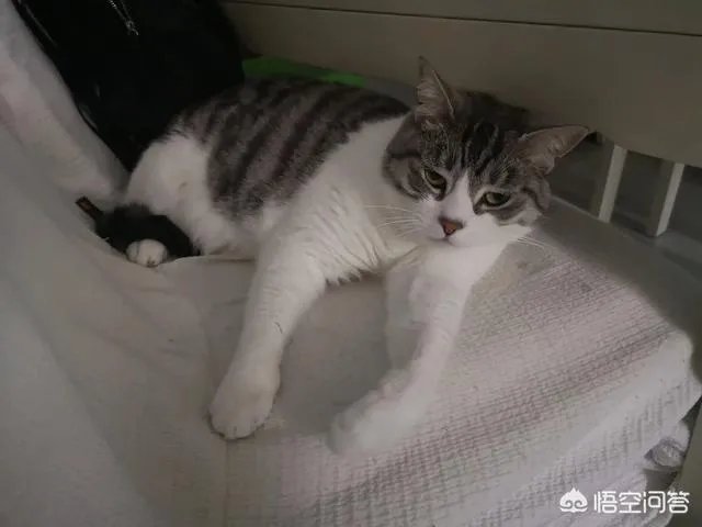 请问上海哪里有正规学习宠物美容学校,并且可以考证的?