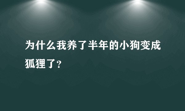 为什么我养了半年的小狗变成狐狸了？