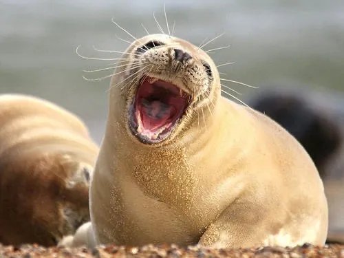 小海豹沙滩上平躺吐泡泡，如何评价小海豹的行径？