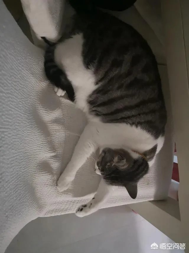 请问上海哪里有正规学习宠物美容学校,并且可以考证的?